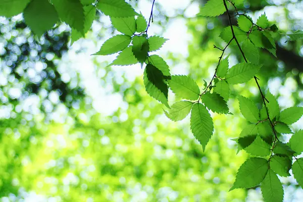 Végétation illustrant la protection de l’environnement